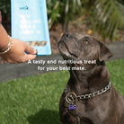 Freeze Dried Meal Tasters - Dog PetsRus